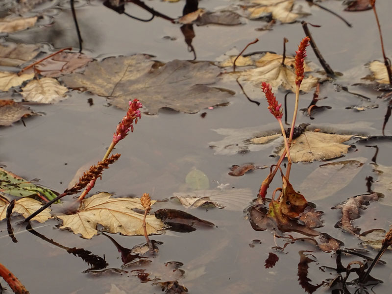 Persicaria amphibia  / Poligono anfibio